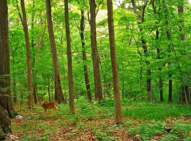 袖虎病猫攻略：猫咪腹泻的处理方法