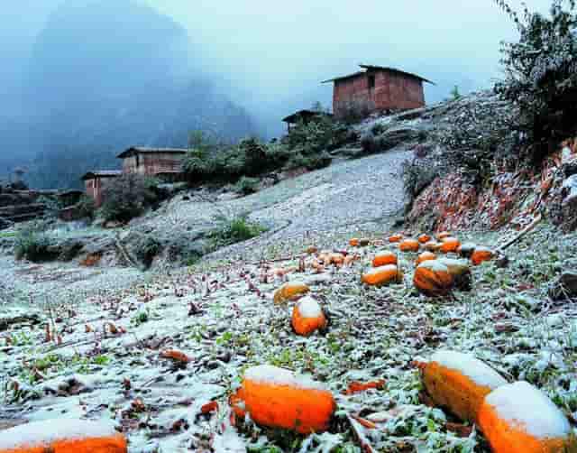 以前的高考填志愿