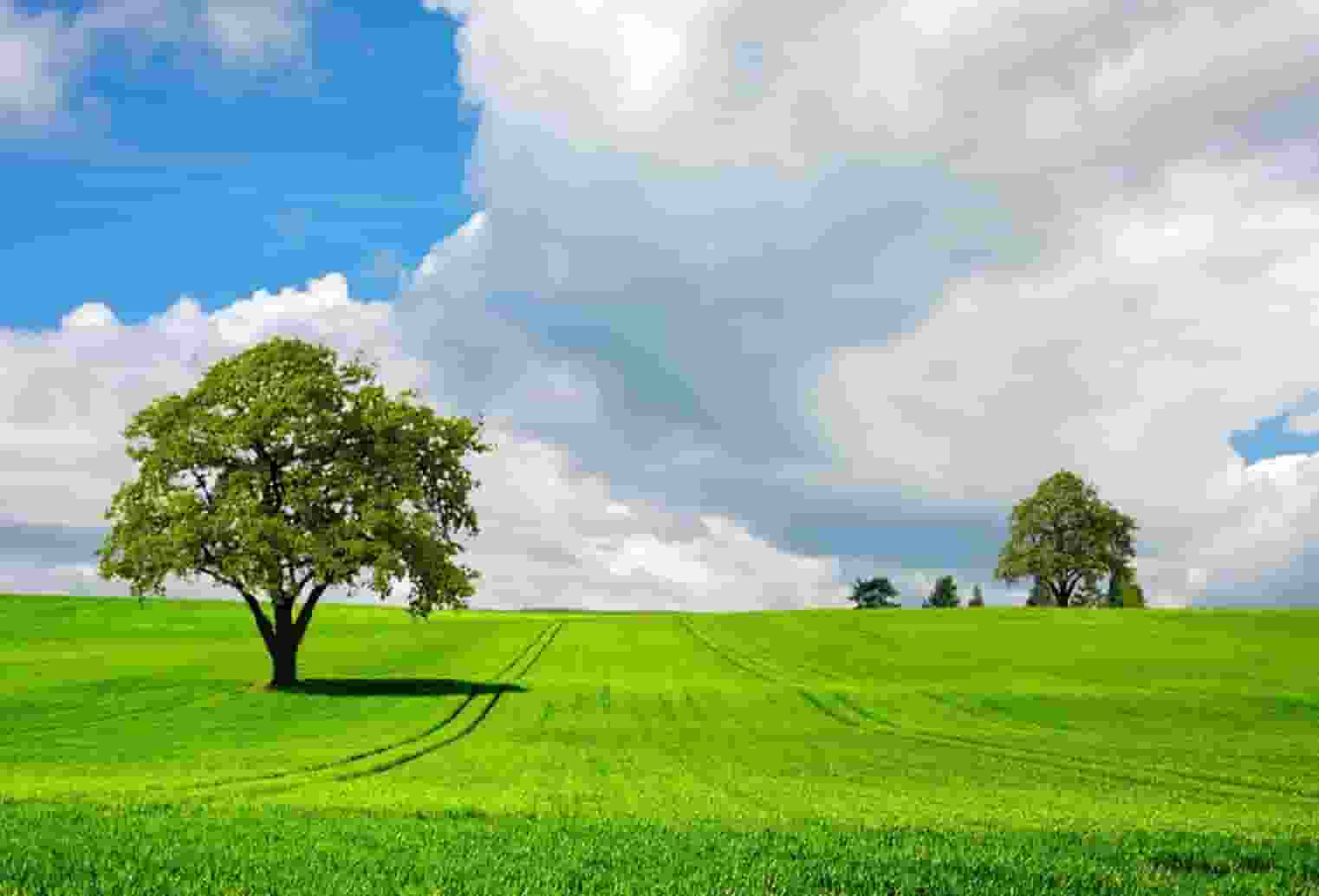 袖虎病狗攻略：狗发烧怎么办