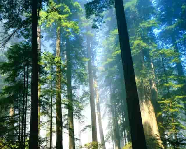 大象视频老版下载