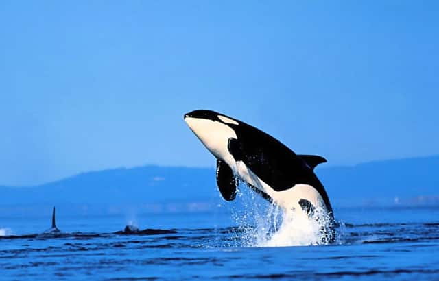 橙色和黄色预警哪个高