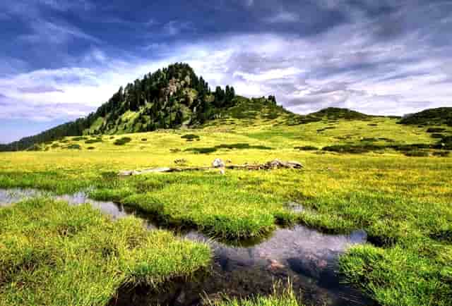 袖虎带你注意宠物美容的问题