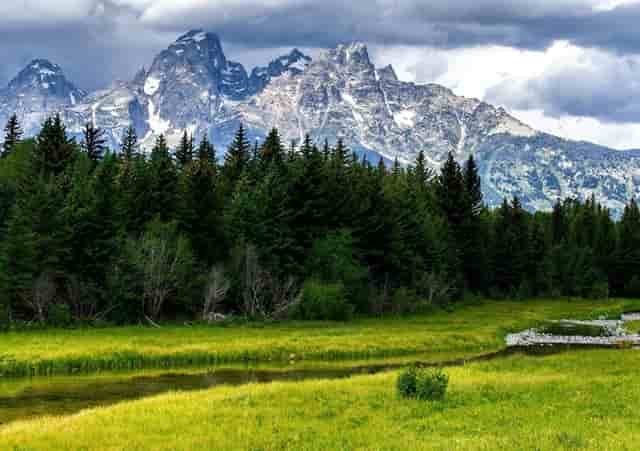 袖虎病猫攻略：猫咪发情会持续多久？