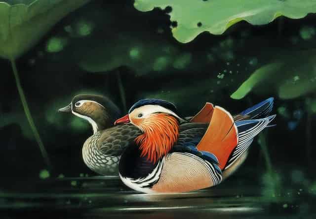 分析宠物销售市场，看袖虎如何养猫生财！