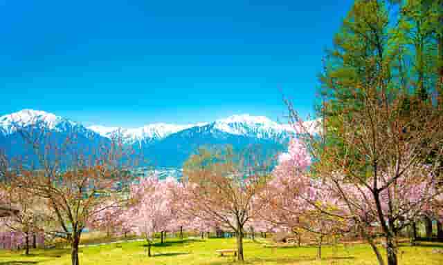 袖虎宠物带你避雷星期猫！不可马虎大意！