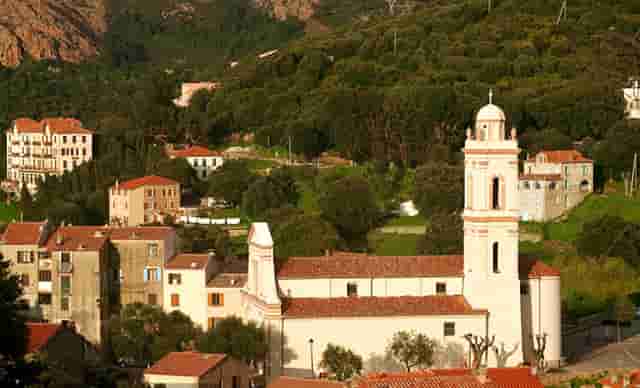 袖虎病猫攻略：猫咪眼睛明亮的奥秘