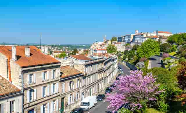 袖虎病狗攻略：狗真的都爱吃骨头吗