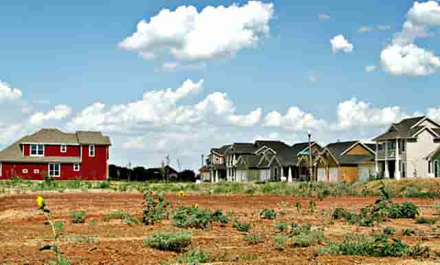 袖虎病猫攻略：猫咪体内寄生虫，养猫的你必须认得