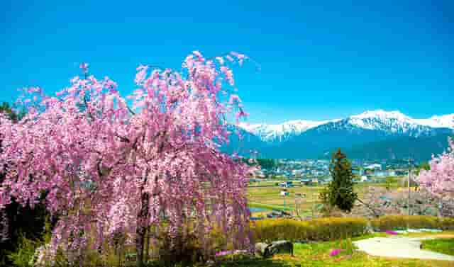 袖虎病狗攻略：狗狗喂养的4大误区和7大正确方法