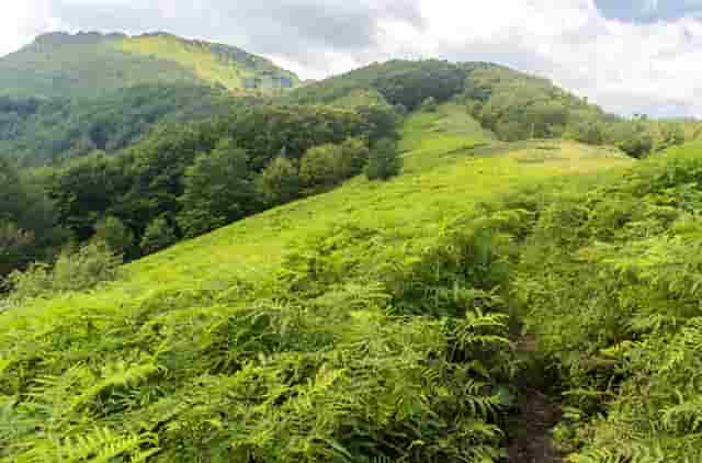 袖虎病猫攻略：猫生了跳蚤怎么办？